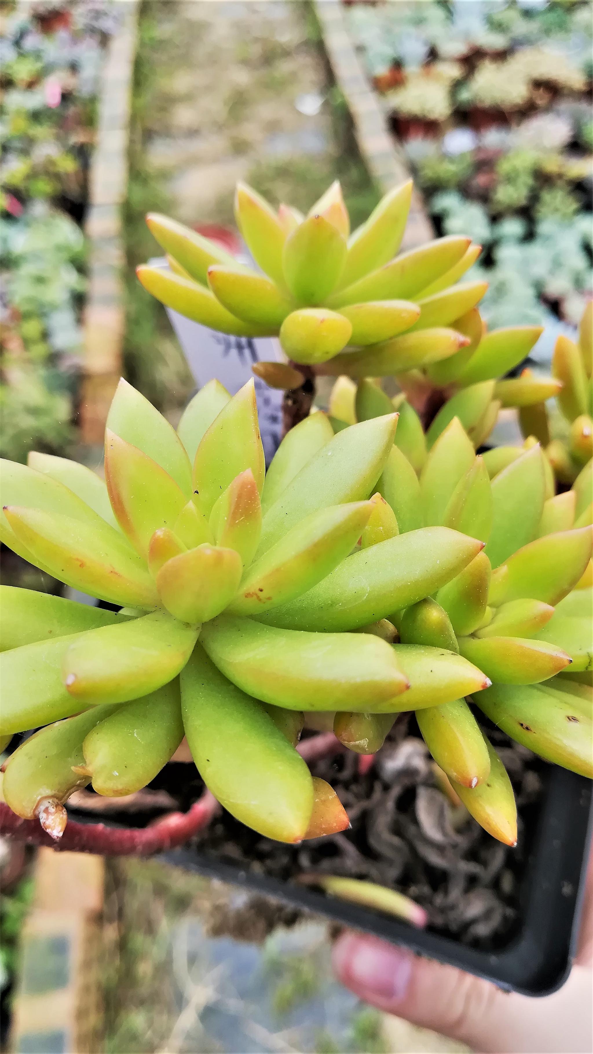 有一种多肉叫加州落日,小花看到这多肉的时候觉得很惊奇,因为小花向往