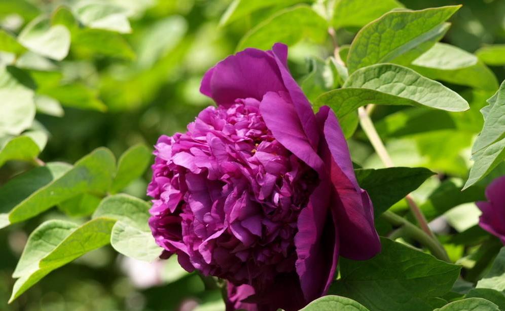 新手养花,不如养观赏精品:魏紫牡丹,温馨热烈,富贵吉祥