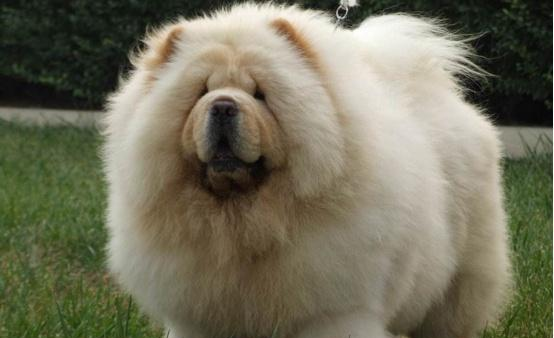 不同的狗狗有着不同的性格,你知道哪些人适合养松狮犬吗|松狮犬|狗狗|性格_新浪新闻