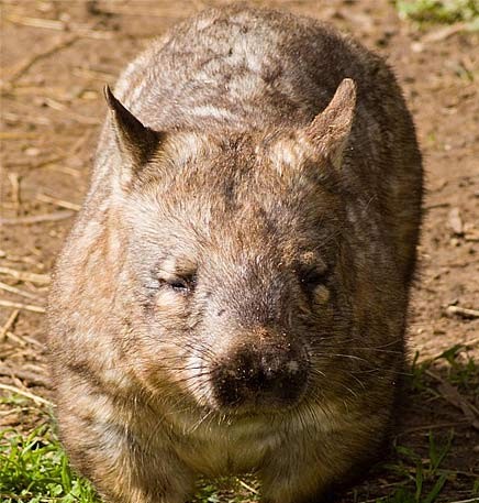 北毛鼻袋熊,大型哺乳动物之一