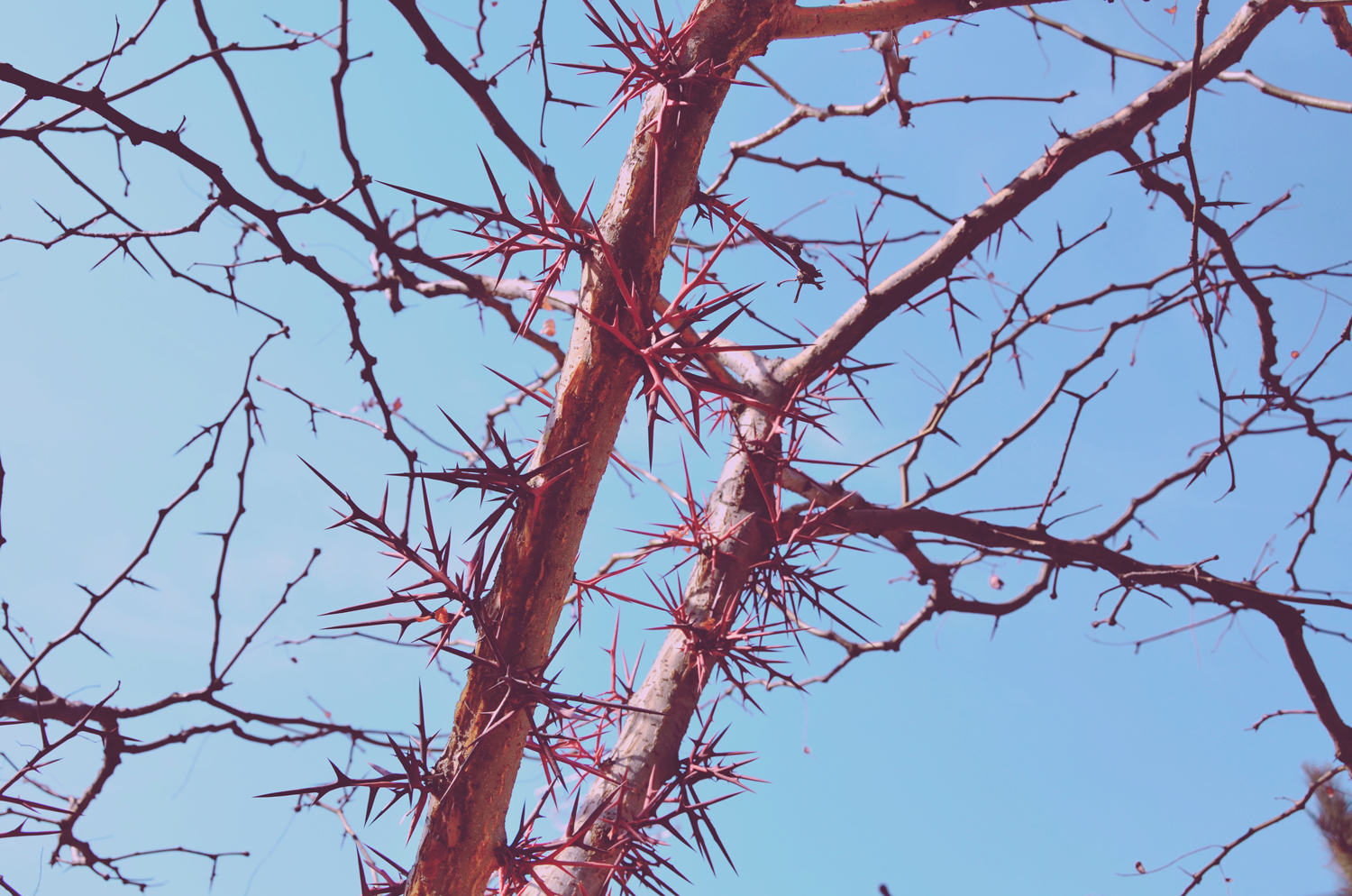 冬天皂荚树的刺竟然很漂亮原创摄影