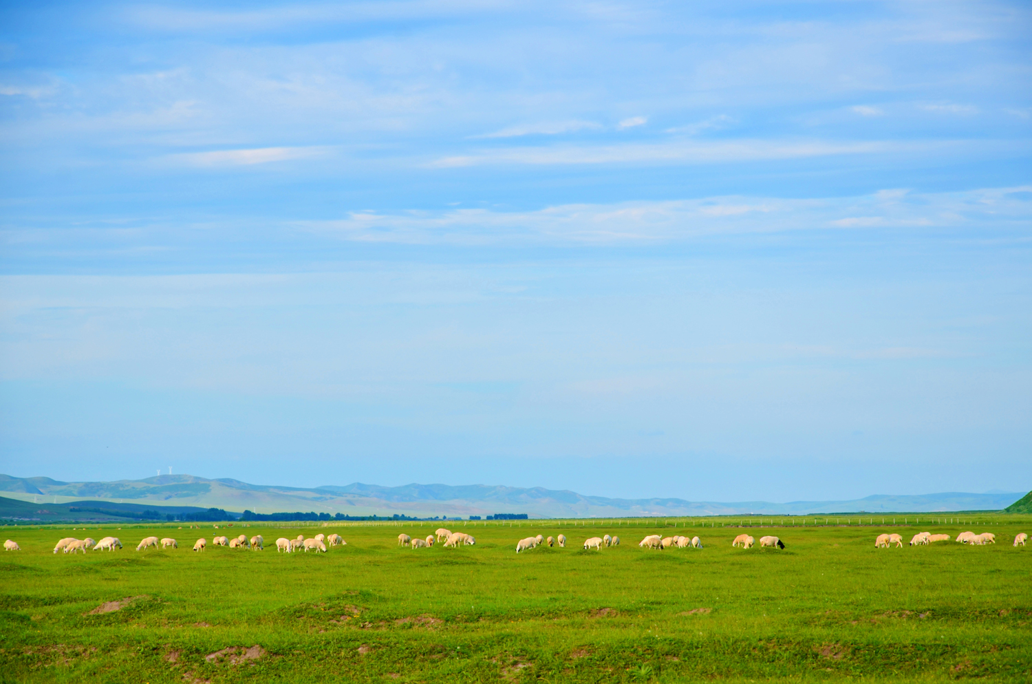 扎鲁特旗山地草原,牛羊成群,绿草青青,原创摄影