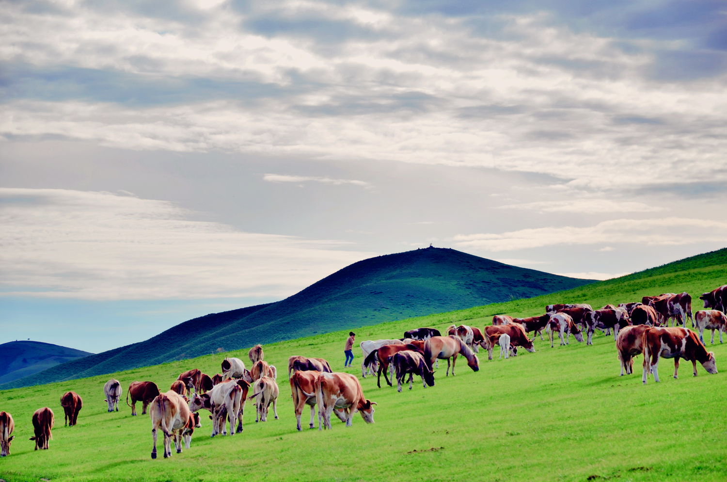 牛羊成群，扎鲁特旗山地草原，原创摄影|扎鲁特旗|山地草原|摄影_新浪新闻