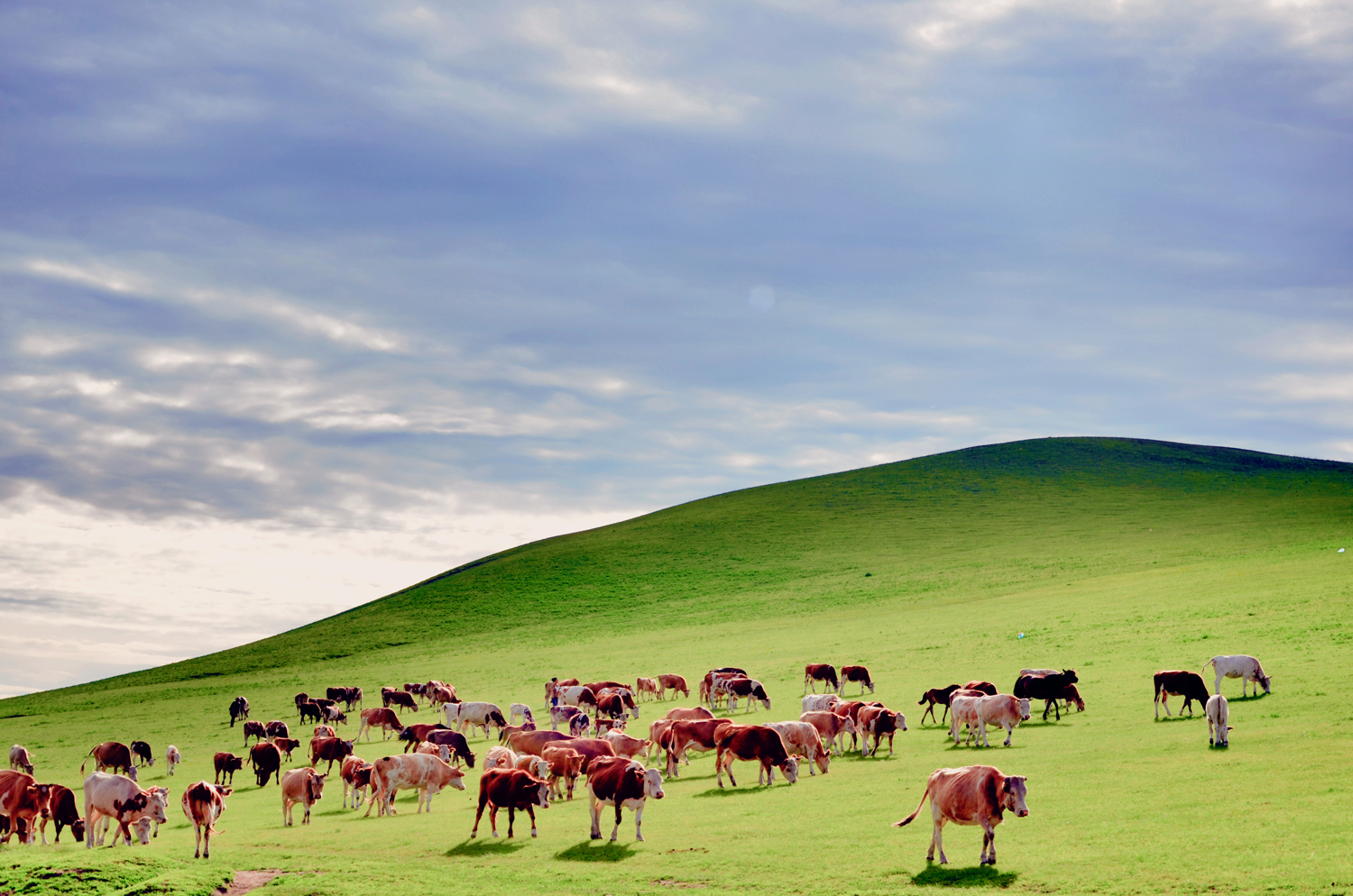 牛羊成群,扎鲁特旗山地草原,原创摄影