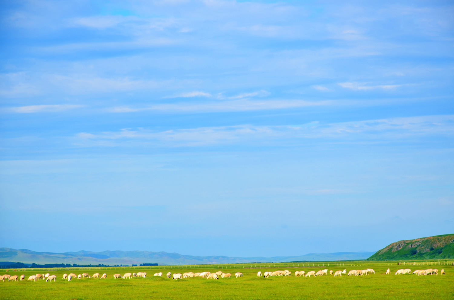 扎鲁特旗山地草原,牛羊成群,绿草青青,原创摄影