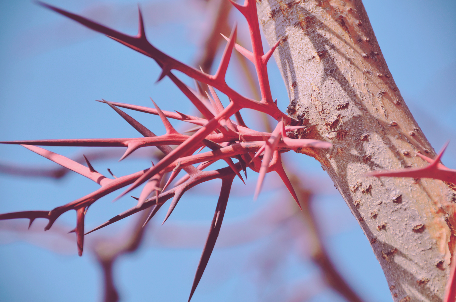 冬天皂荚树的刺竟然很漂亮原创摄影