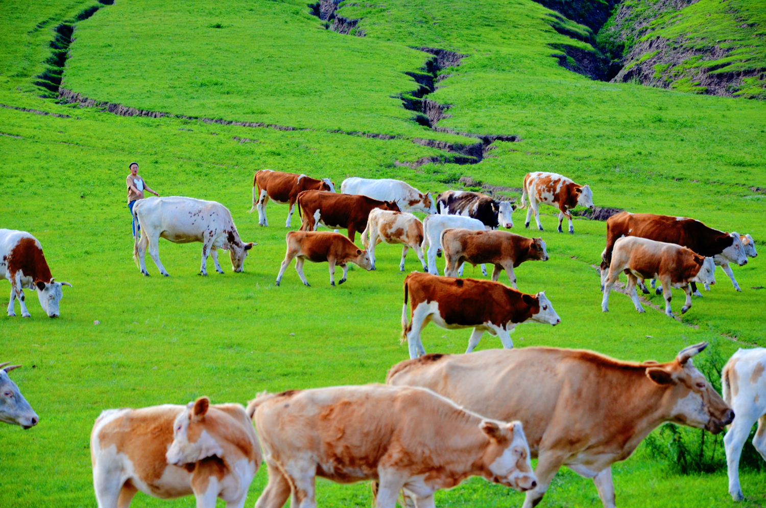 经过几年的经营，海禄澳洲牧场已经成长为成熟、优质的养殖牧场，已累计为国内多家大中型乳企以及西部贫困地区共引进优质奶牛近5万头。