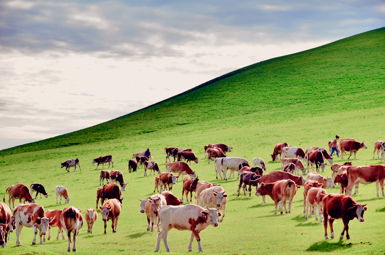 扎鲁特旗山地草原，牛羊成群，绿草青青，原创摄影|扎鲁特旗|山地草原|绿草_新浪新闻