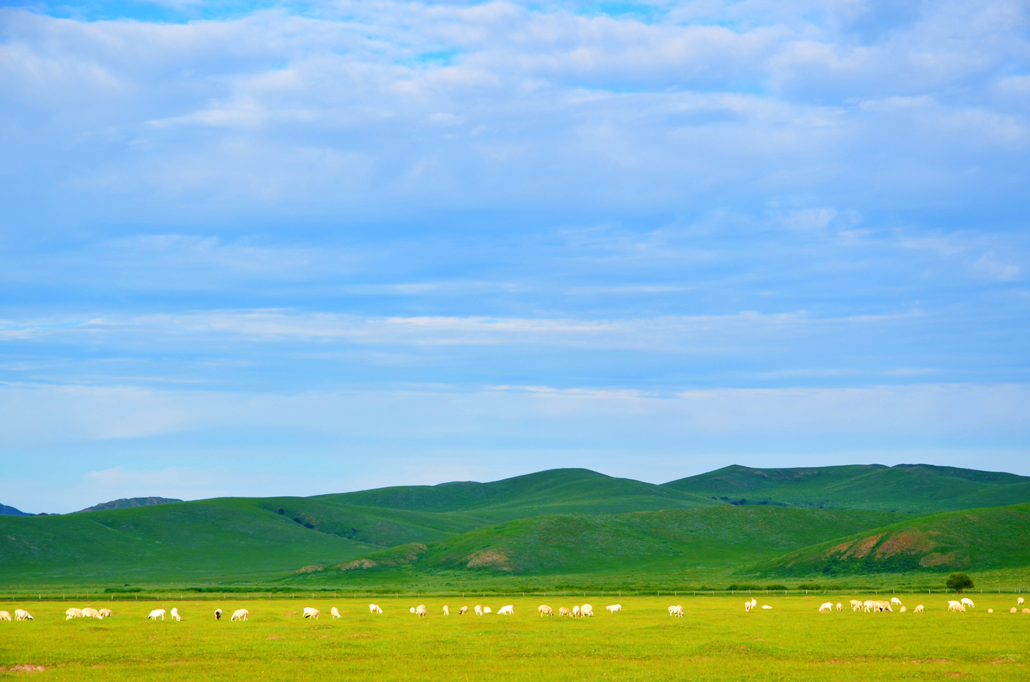 扎鲁特旗山地草原,牛羊成群,绿草青青,原创摄影
