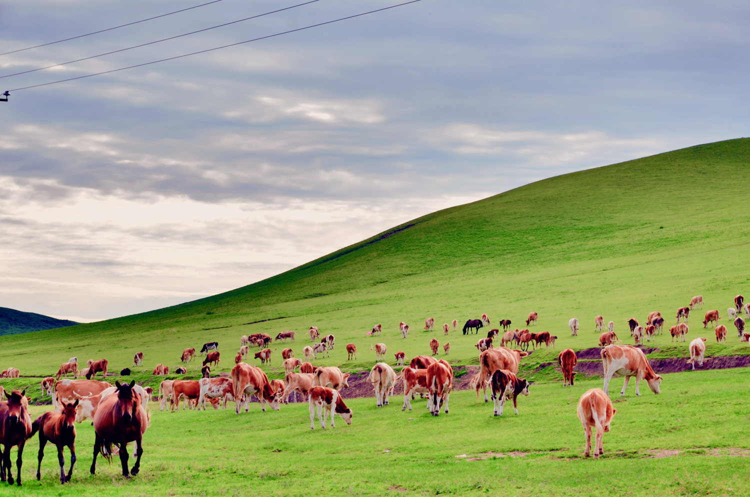 牛羊成群，扎鲁特旗山地草原，原创摄影