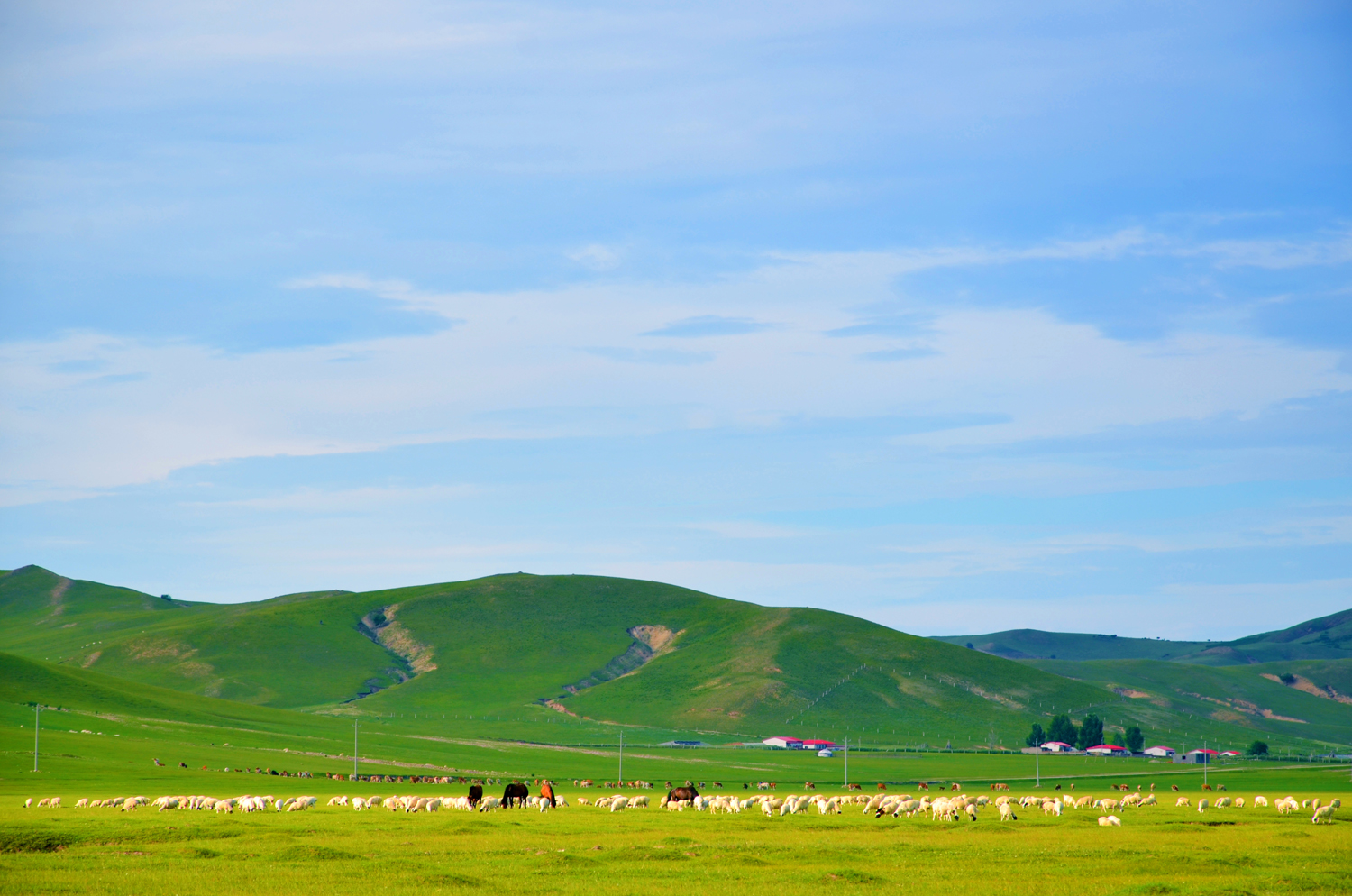扎鲁特旗山地草原,牛羊成群,绿草青青,原创摄影