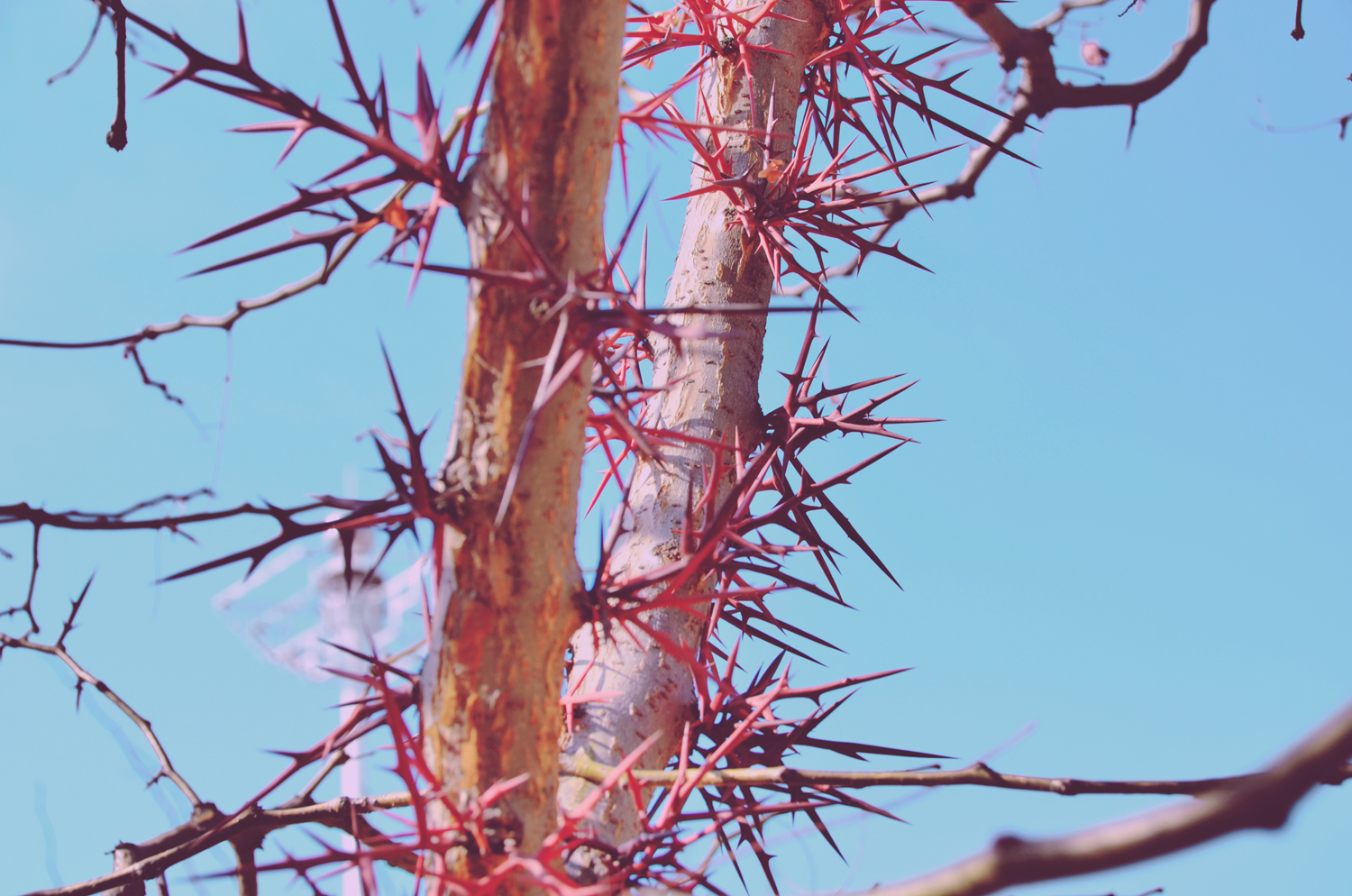 冬天皂荚树的刺竟然很漂亮原创摄影