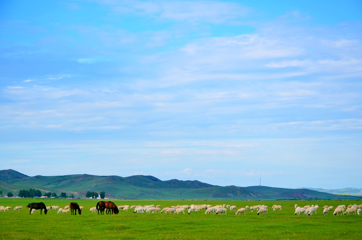 扎鲁特旗山地草原,牛羊成群,绿草青青,原创摄影