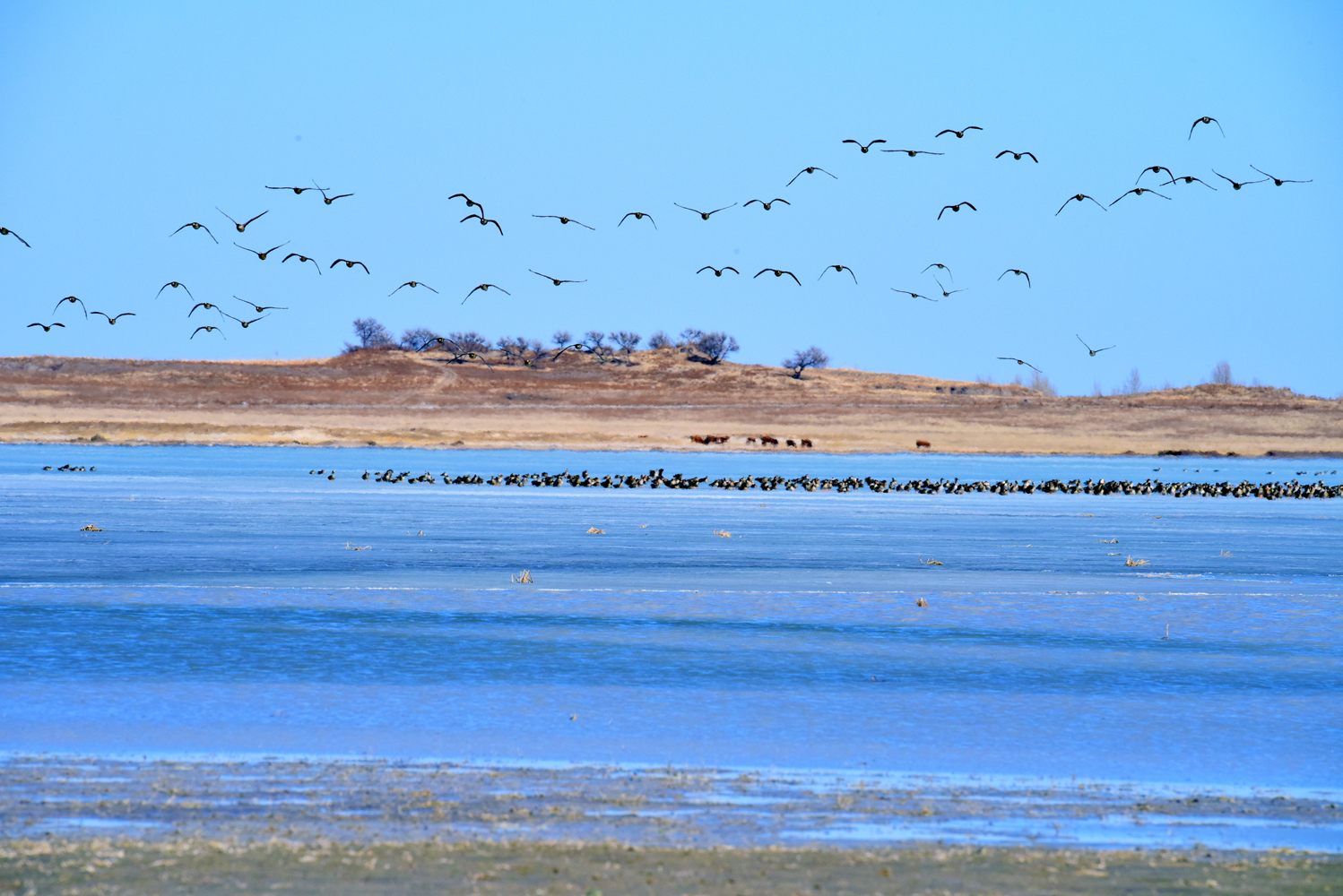 南飞的大雁路过内蒙古通辽市科左后旗,原创摄影