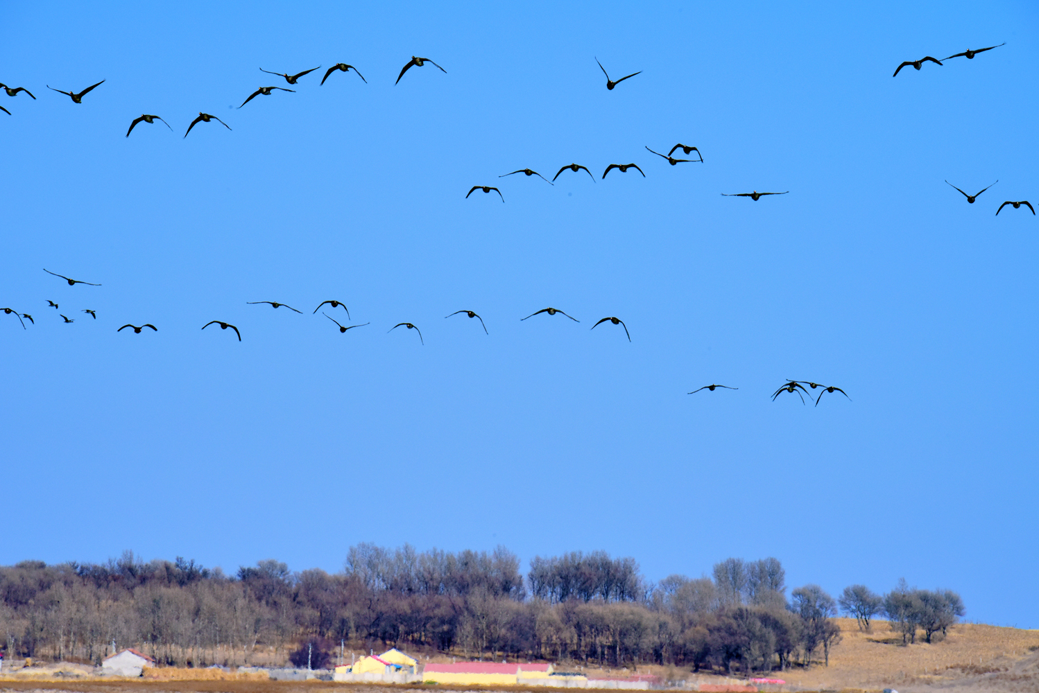 南飞的大雁路过内蒙古通辽市科左后旗,原创摄影