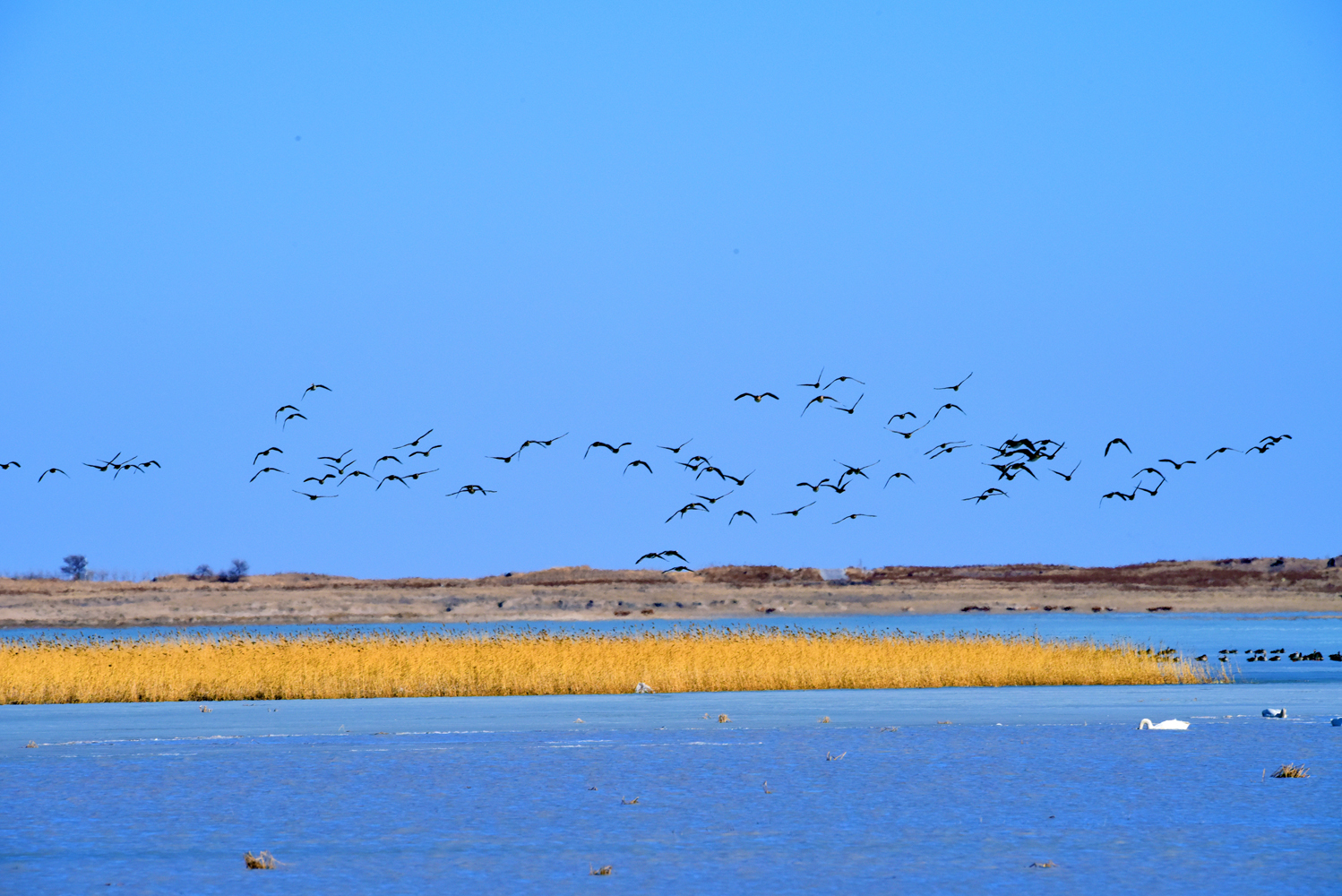 南飞的大雁路过内蒙古通辽市科左后旗,原创摄影