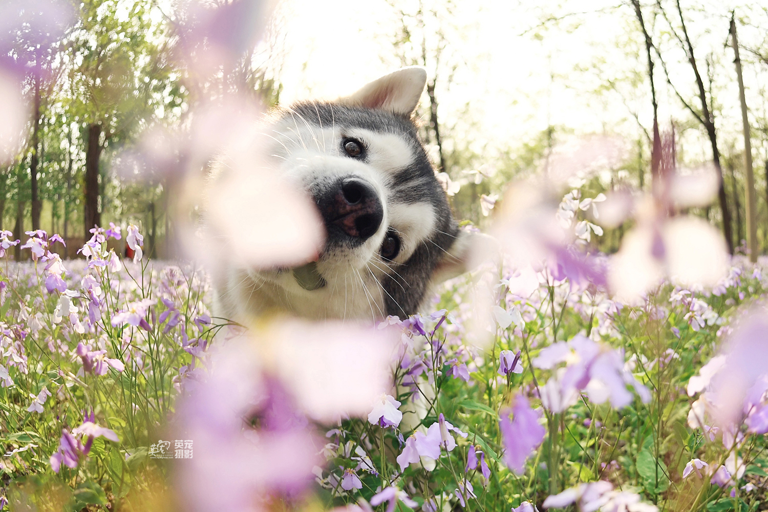 哈士奇和花也很相配哦