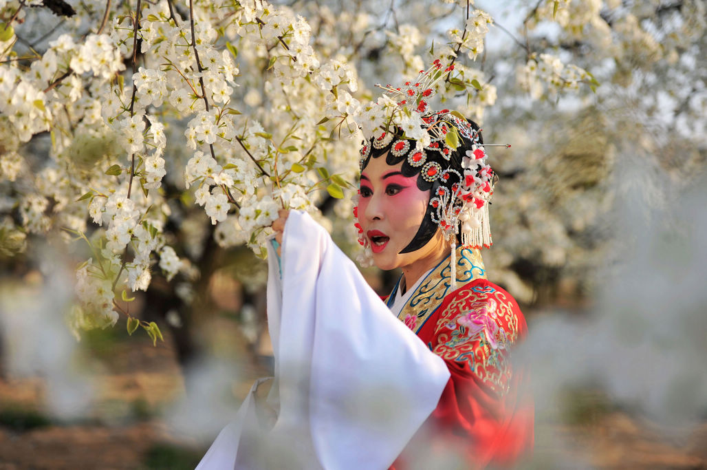 盛开的梨花下 非遗传承人演绎茂腔片段 花美人美戏曲美
