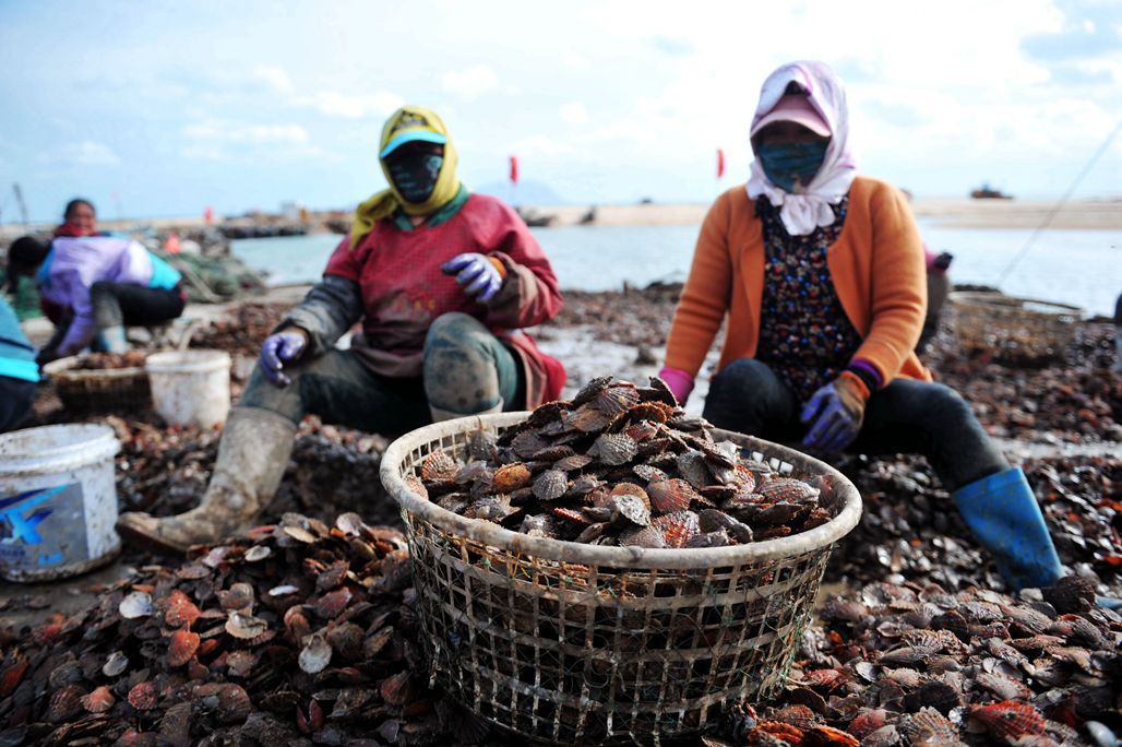 青岛扇贝最后一次分装育肥,年前上餐桌,初冬时节养殖户很忙__财经头条