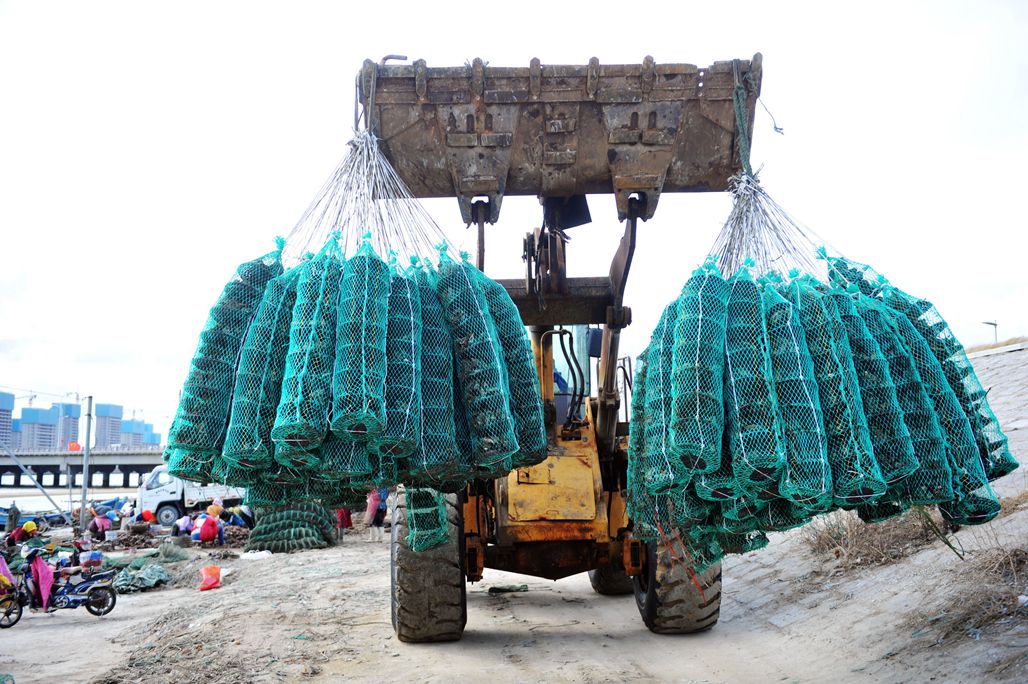 大铲车一下子将上百笼分装好的扇贝送到养殖船上去,这也算是人工和