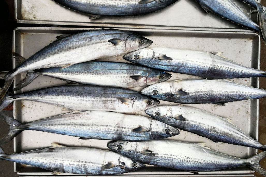 想吃活海鲜的,也还真有,养殖的压塌鱼,价格在28块钱左右一斤.