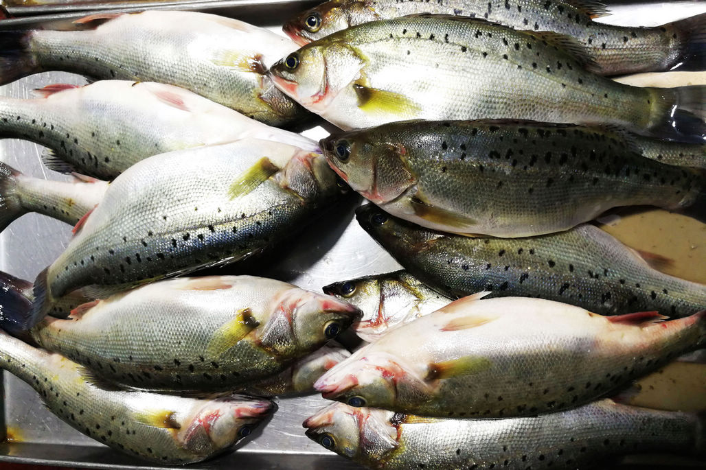 想吃活海鲜的,也还真有,养殖的压塌鱼,价格在28块钱左右一斤.