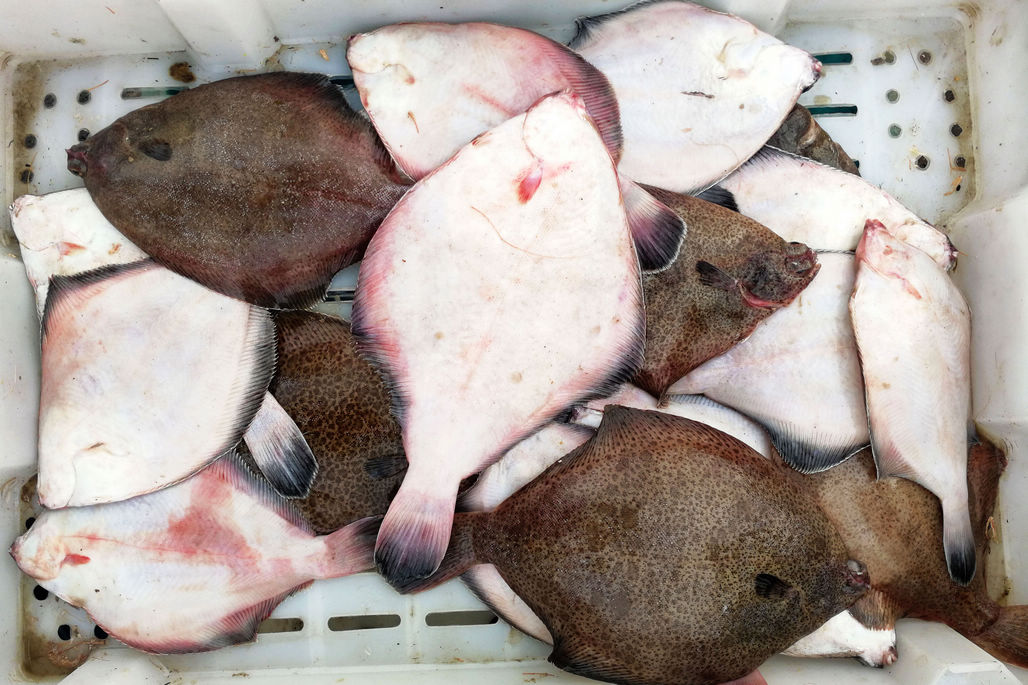 过完年海鲜价格下降不少 半斤鼓眼鱼25元一斤 海虹10元5斤