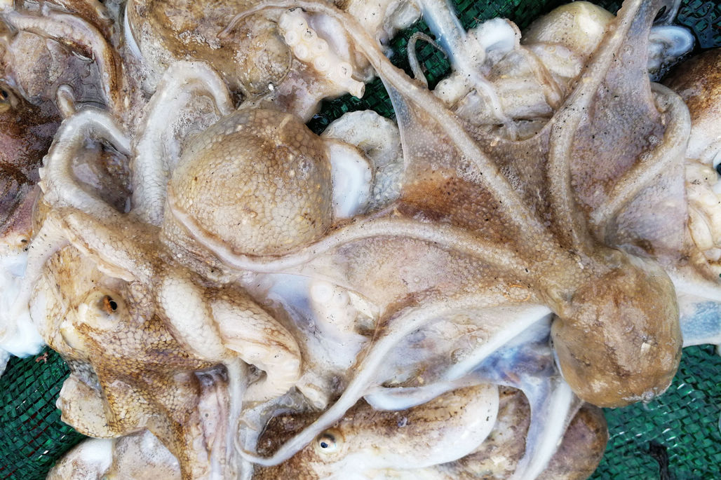 清明节前菜市场现少见鲜活海鲜鱼 价格不低 正宗吃货照单全收|海鲜|鱼