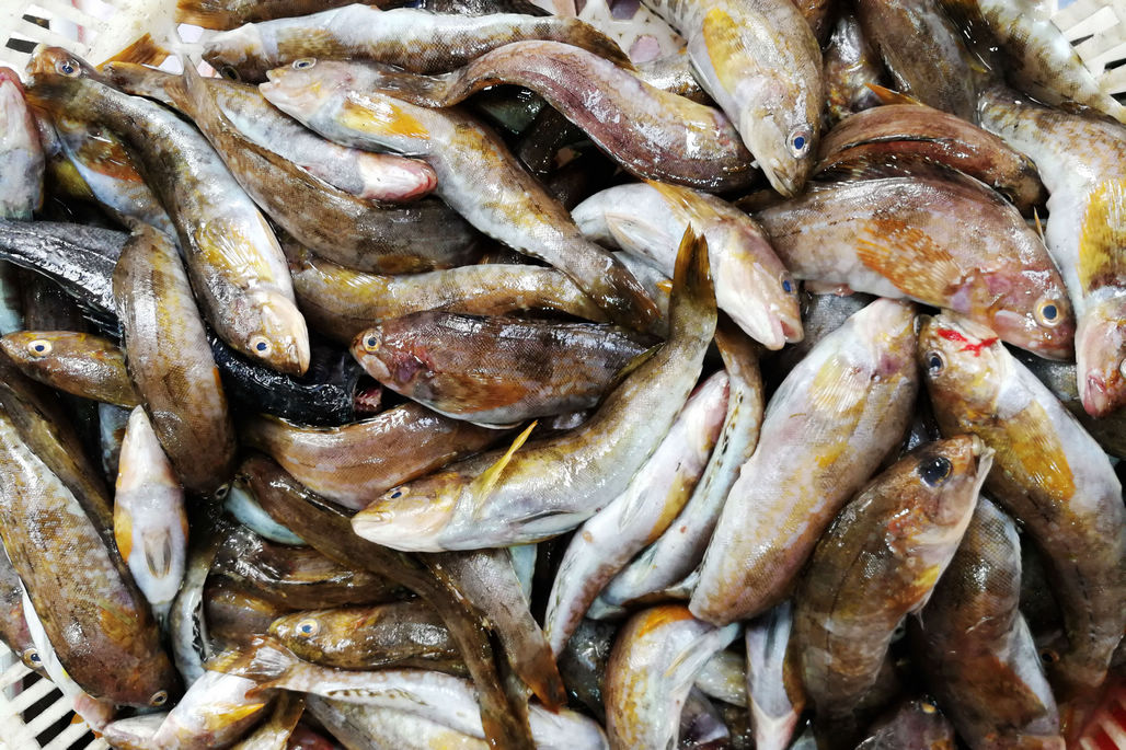 清明节前菜市场现少见鲜活海鲜鱼 价格不低 正宗吃货照单全收