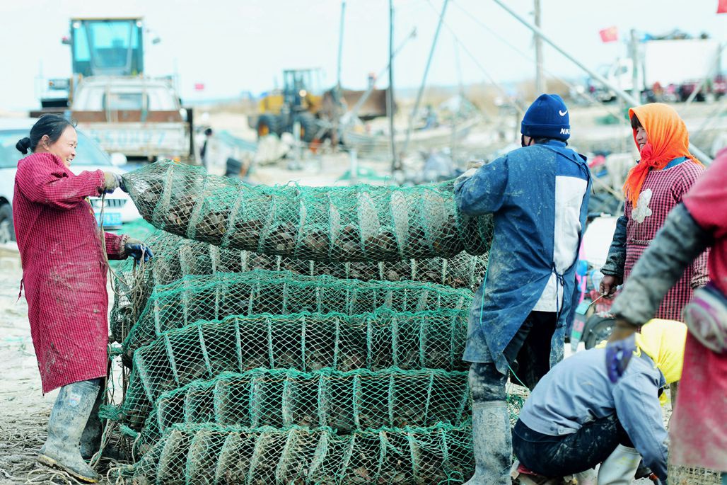 青岛扇贝最后一次分装育肥,年前上餐桌,初冬时节养殖户很忙__财经头条