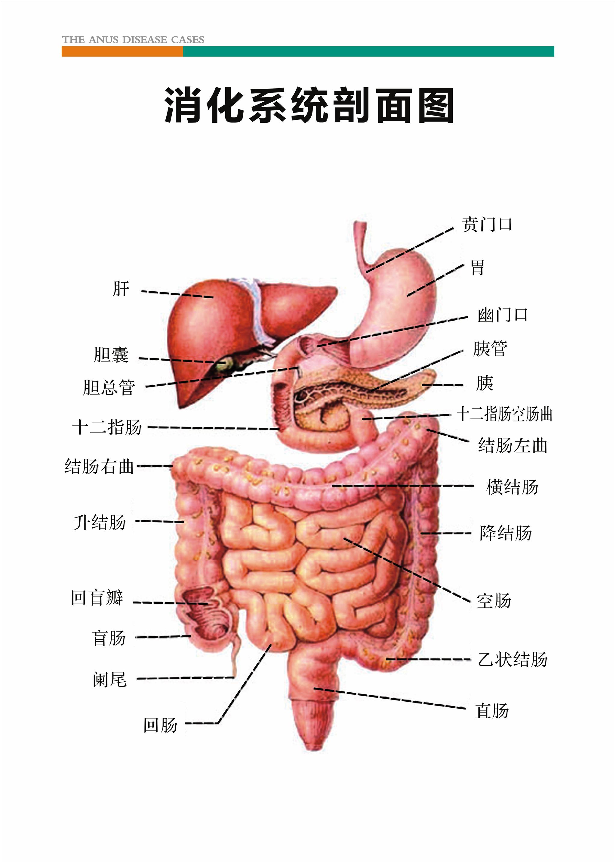肠胃分布图图片