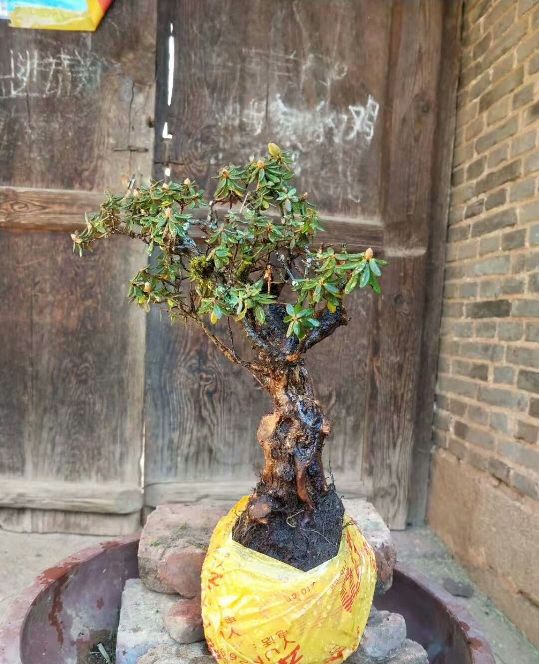 米叶杜鹃生长在高海拔地区,古朴典雅,小桩 很适合阳台栽种!