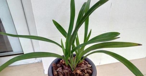 建兰中的极品,自带仙气有奇香,“好养”升值快,新手养兰首选|建兰|兰花|奇蝶_新浪新闻