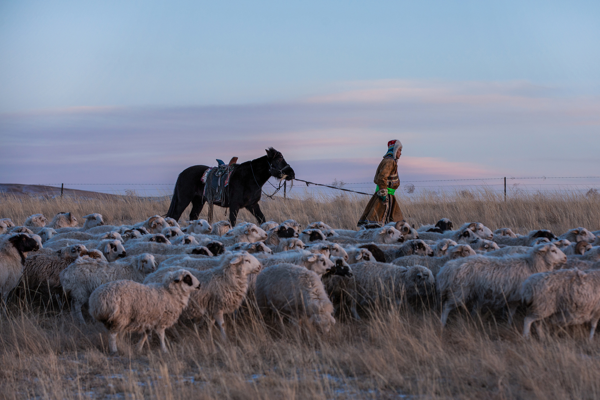 返乡牧羊人零下30度寒冬野牧 只为把最好的羊献给素未谋面的客人|牧羊
