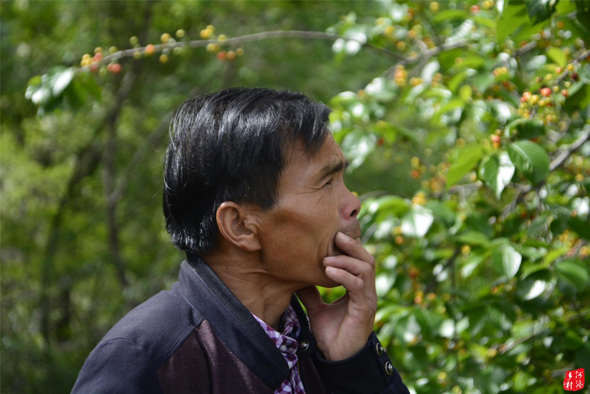 洛阳男子用塑料纸吹出画眉鸟叫有人开价一天500请他捕鸟