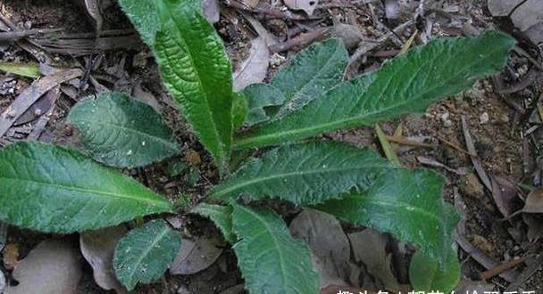 乡下一种常见的野草, 俗称"草鞋底",可以治疗感冒咽喉炎