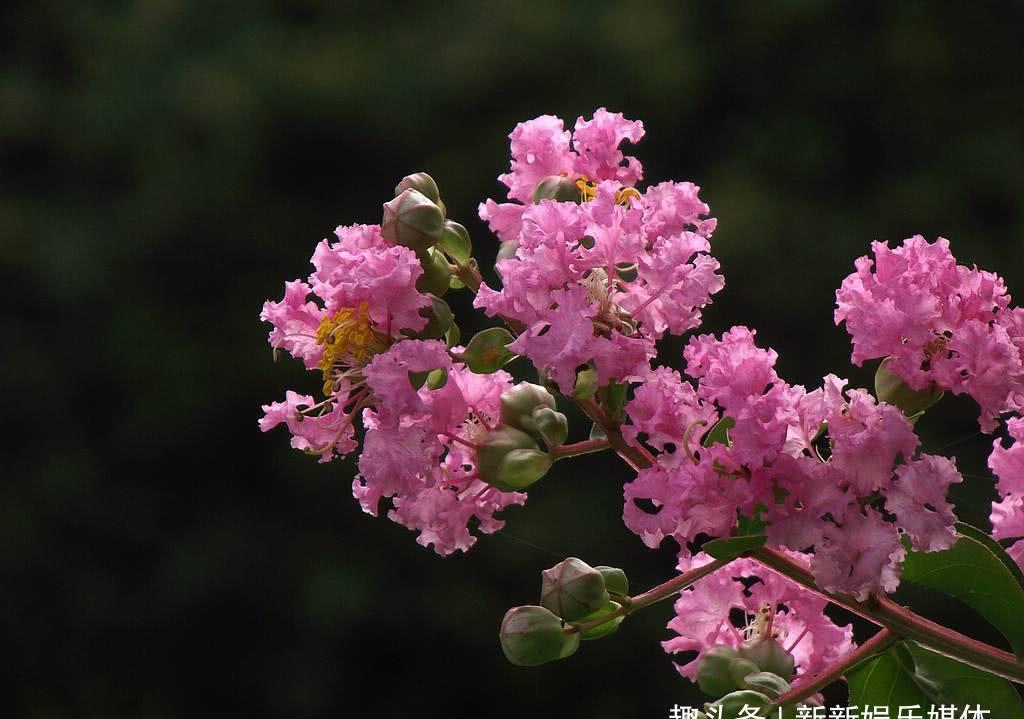 非洲有棵"怕痒树",游客一给它挠痒痒,便会发出哈哈大笑声