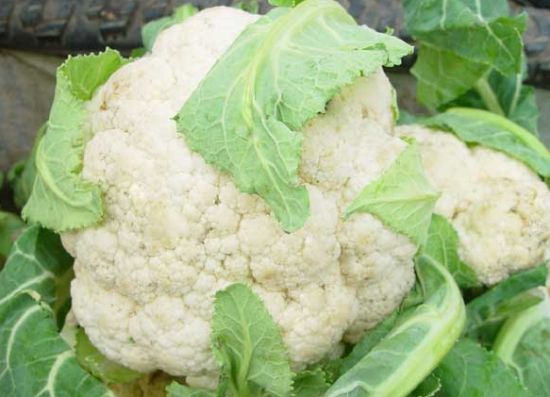 爱吃花菜的人要留意了 花菜居然分白花菜和青花菜 买错差别大