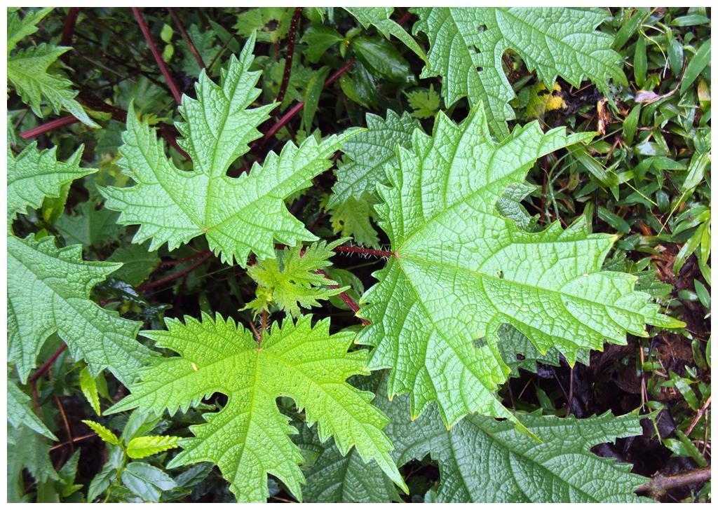 农村一种植物,人称"红火麻",碰到会酸爽,吃到嘴里味道香