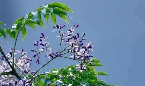 楝花(苦楝)的简单介绍