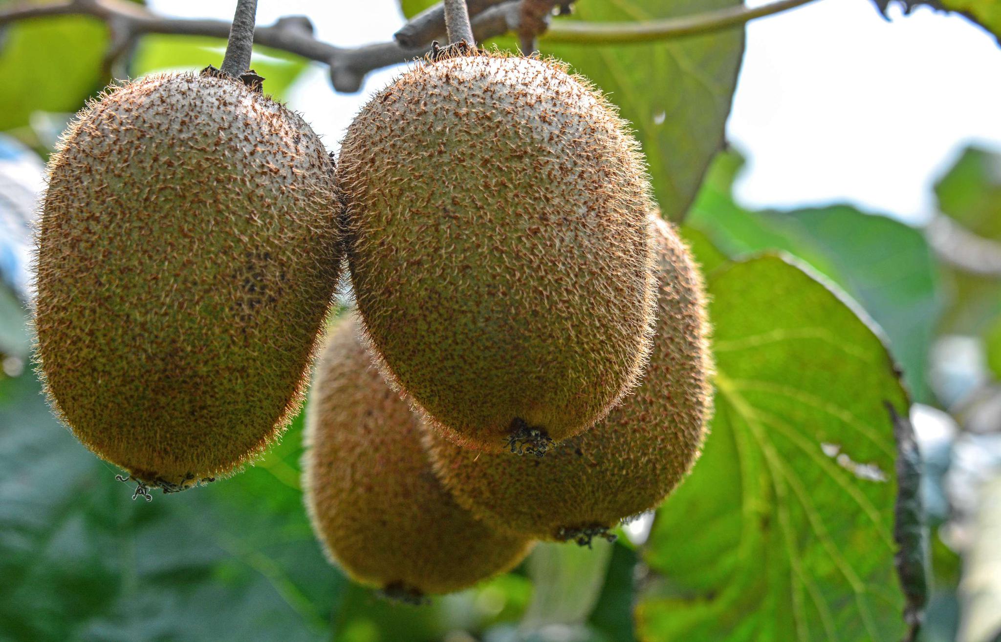 囿圃园猕猴桃园教你如何吃猕猴桃_高清图集_新浪网