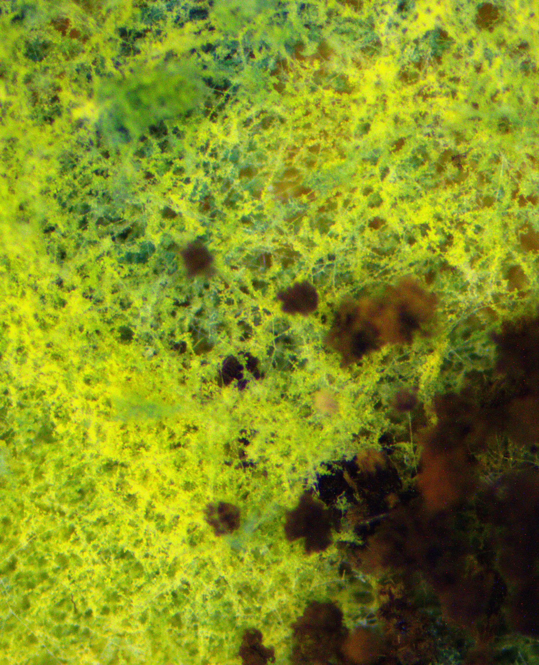 显微镜下的世界,原来霉菌世界中的秋色以及入冬的状态也很漂亮