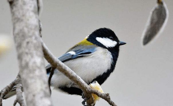 世上最邪恶的4种动物,僵尸鸟上榜,最后一种连恐龙都吃