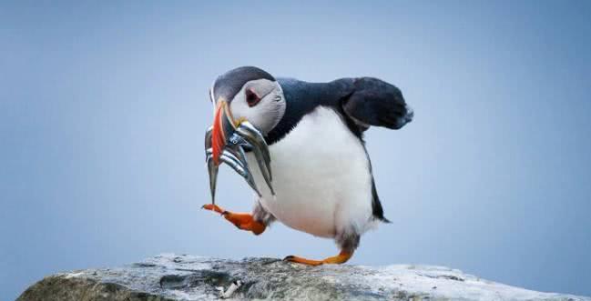 海鹦捕鱼可是高手
