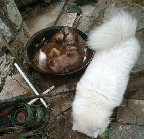 哈士奇外出迟迟不归,中午邻居发来信息:狗在锅中