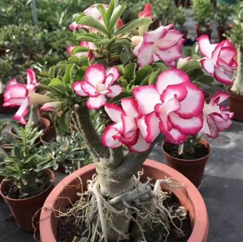 养沙漠玫瑰要舍得,狠心砍才容易出"大肚子",枝繁叶茂开花多