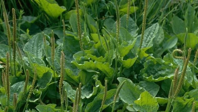 农村这种植物人称"尿床草"曾是农民的"救命草"你有见过没