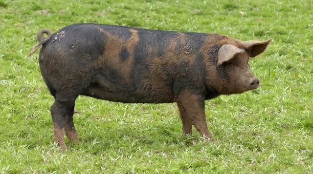 杜洛克猪了解一下