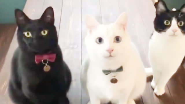 主人用逗猫棒逗3只不同颜色的猫咪，动作完全同步好有感觉呀！