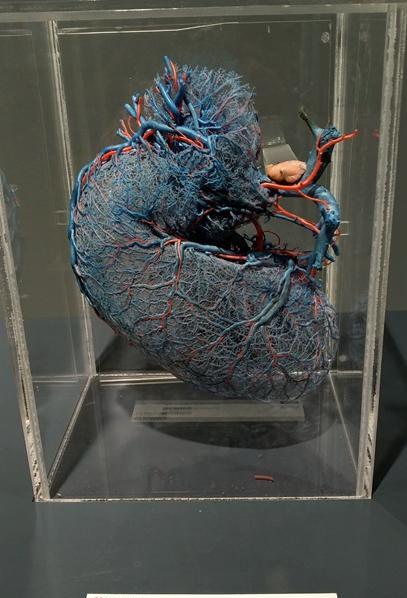 胃动脉铸型腹腔脏器血管铸型人类的神经18周的胚胎10周的胚胎6周的